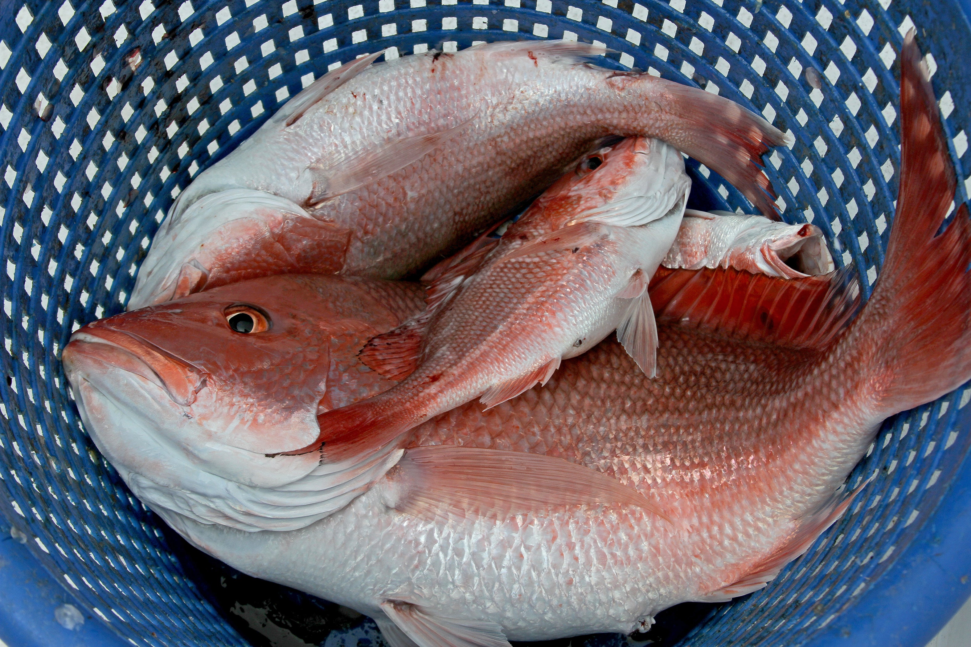 Alabama's Private Recreational Red Snapper Quota May Be Cut Outdoor